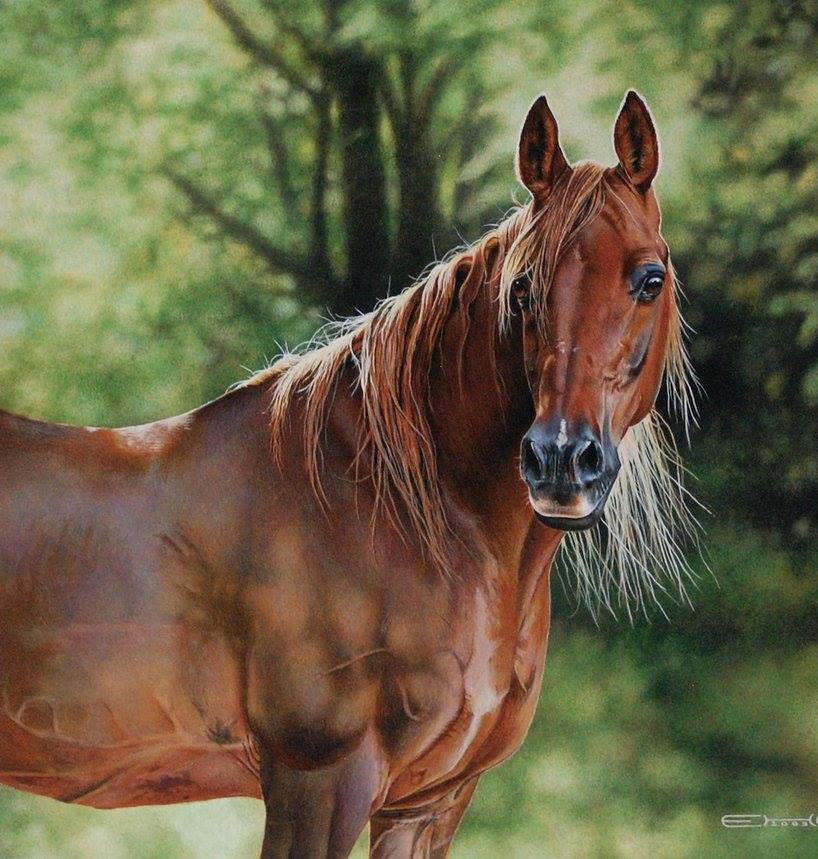 818x859 Realistic Horse Pencil Drawing - Realistic Horse Drawing