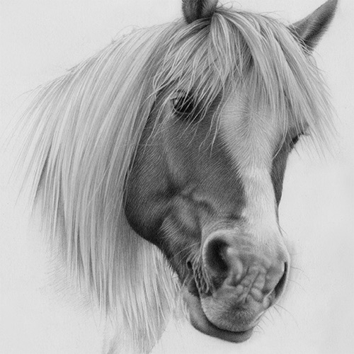 500x500 you'll never think of drawing a horse the same way - Realistic Horse Drawing