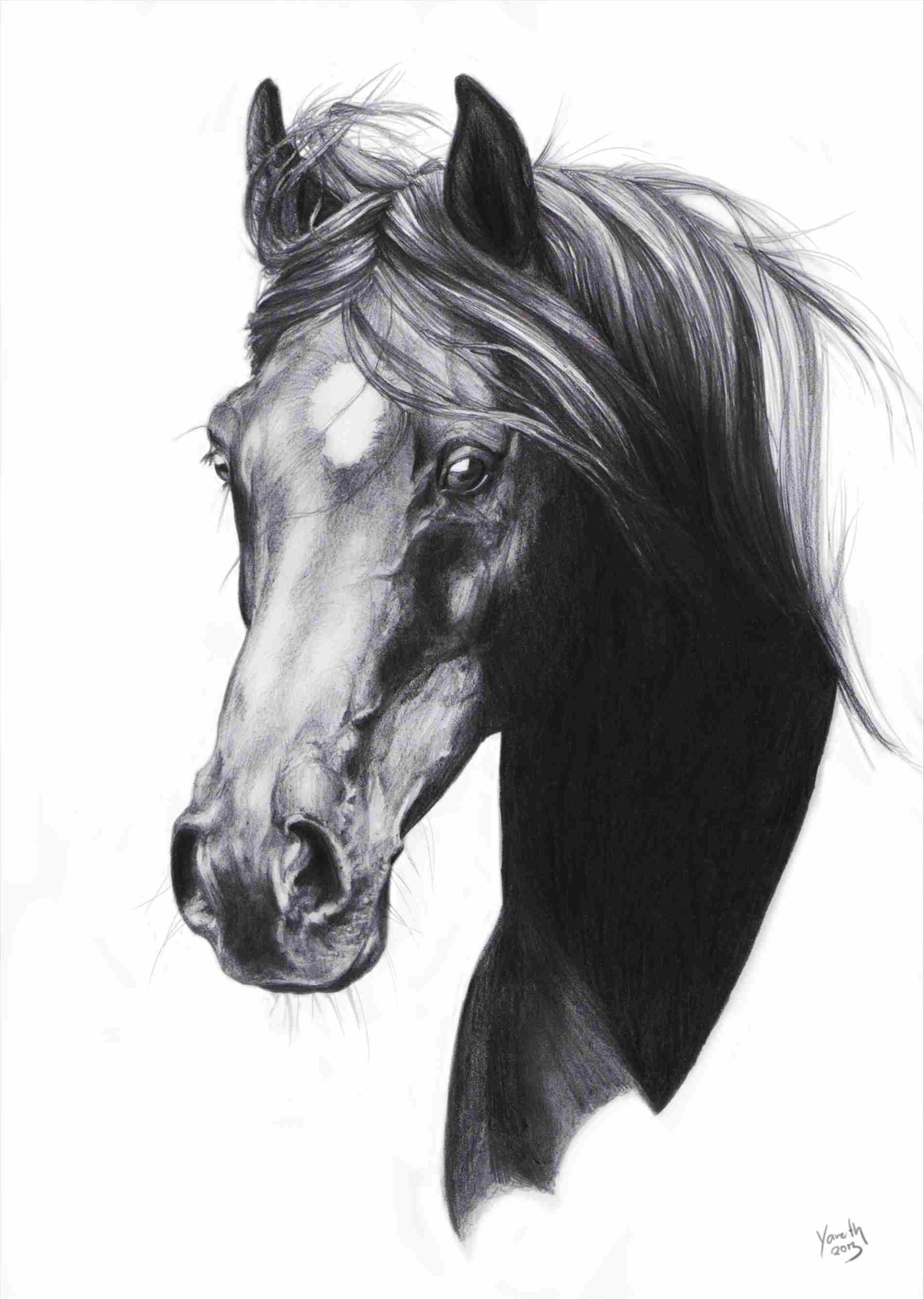 Realistic Horse Head Drawing at