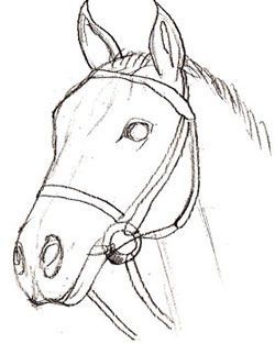 250x313 How To Draw A Horse Head Anexa Tutorial - Realistic Horse Head Drawing
