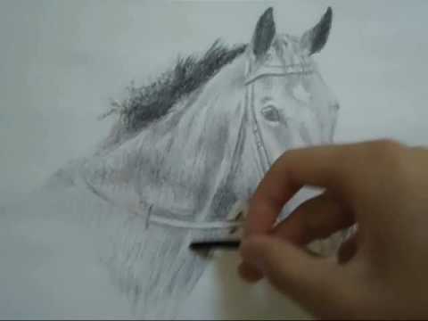 480x360 How To Draw A Realistic Horse Head Body Face Eye Step - Realistic Horse Head Drawing