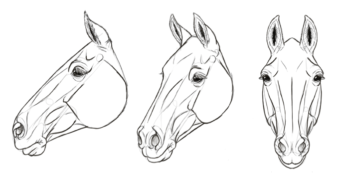 Realistic Horse Head Drawing at PaintingValley.com | Explore collection