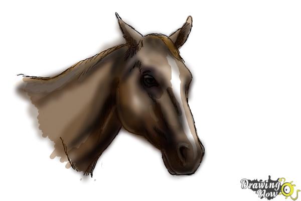 600x400 How To Draw A Horse Head - Realistic Horse Head Drawing