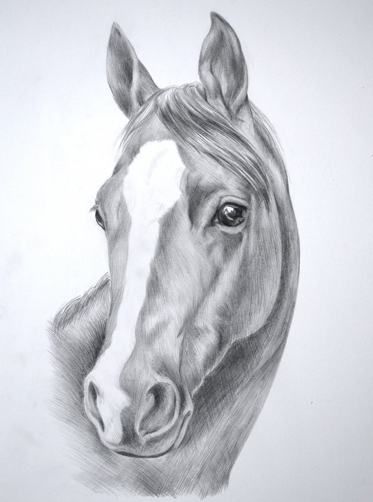 Simple Sketch Horse Head Drawing with Realistic