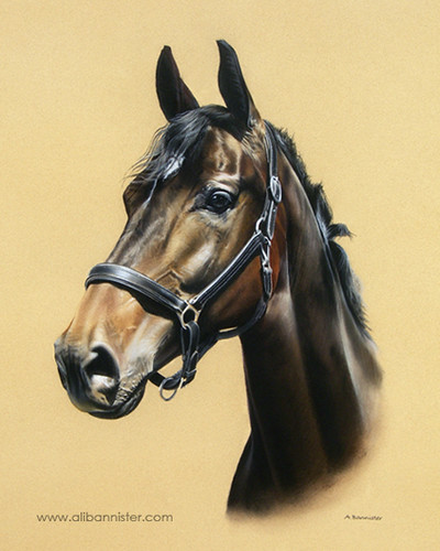 Realistic Horse Head Drawing at PaintingValley.com | Explore collection ...