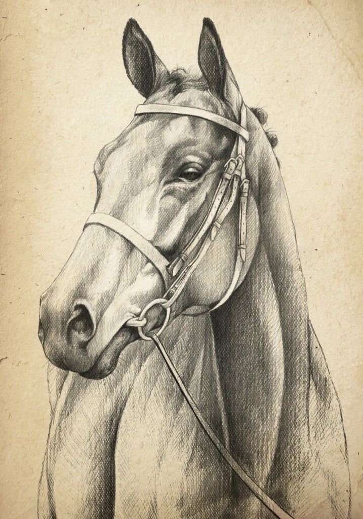 Realistic Horse Head Drawing at Explore collection