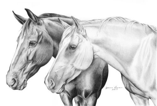 500x340 penciled horses horses horse drawings, drawings, horse head - Realistic Horse Head Drawing