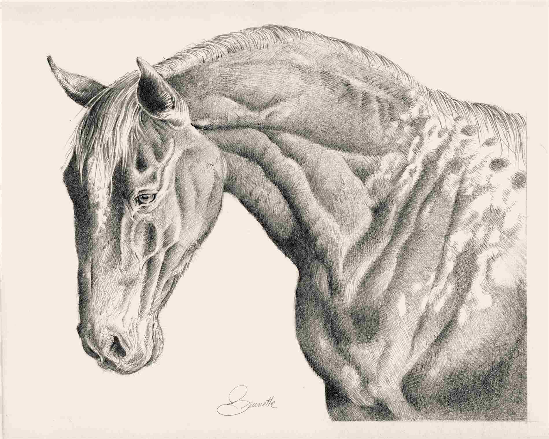 1899x1518 drawing at getdrawingscom free for personal rhgetdrawingscom - Realistic Horse Head Drawing
