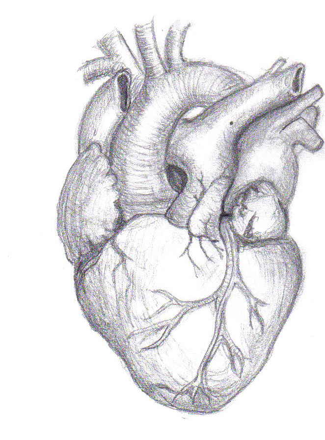 662x895 Drawn Heart Realistic - Realistic Human Heart Drawing