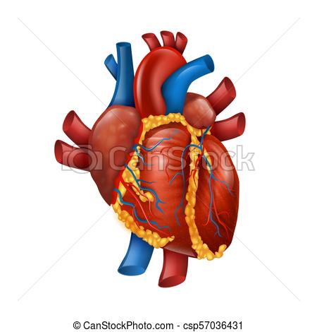 Realistic Human Heart Drawing at PaintingValley.com | Explore ...