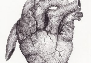 300x210 How To Draw A Realistic Heart Step - Realistic Human Heart Drawing
