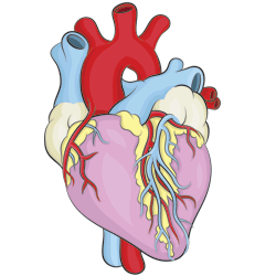 250x250 How To Draw A Heart - Realistic Human Heart Drawing