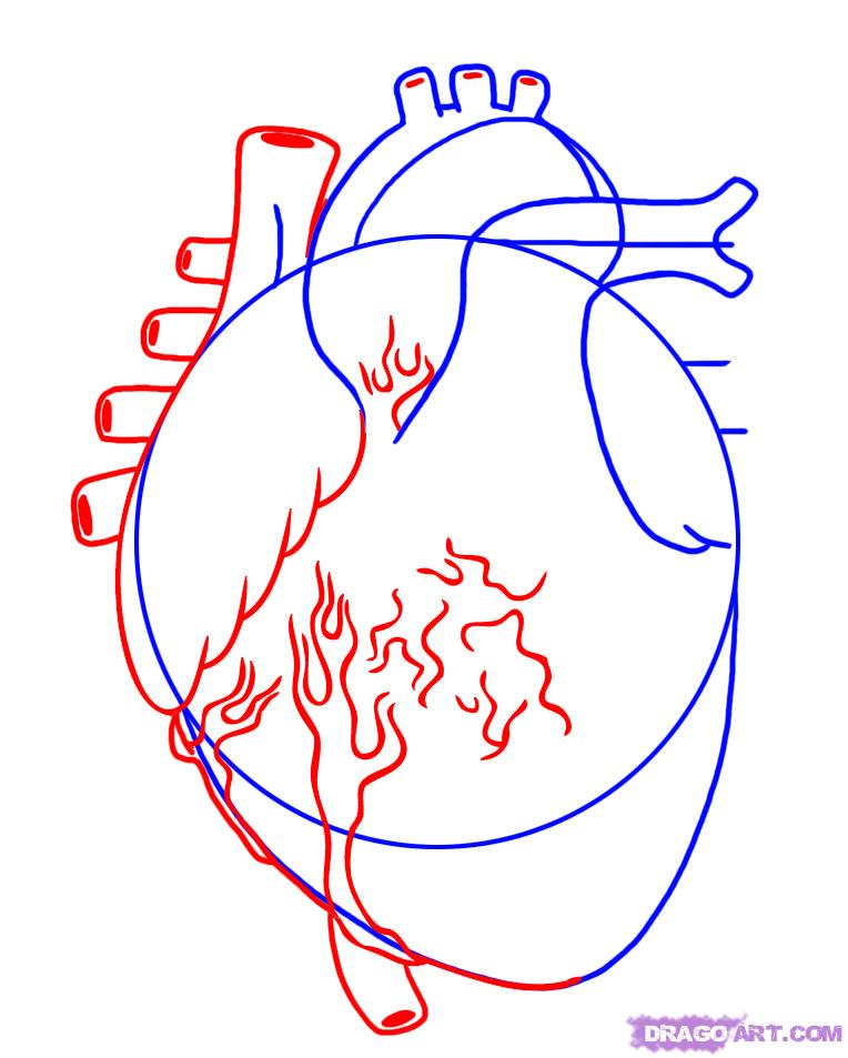 Пошагово нарисовать человеческое сердце - 87 фото