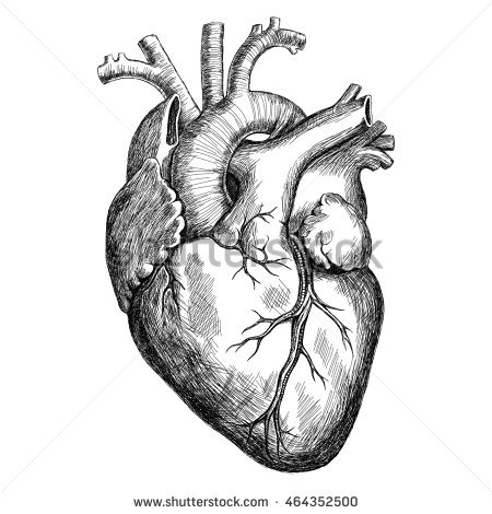 Realistic Human Heart Drawing At Paintingvalley Com Explore