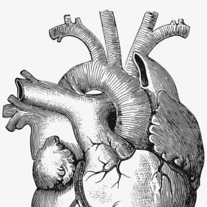 300x300 photostock vector realistic human heart vector drawing shopatcloth - Realistic Human Heart Drawing