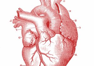 300x210 realistic heart drawing realistic human heart speed drawing - Realistic Human Heart Drawing