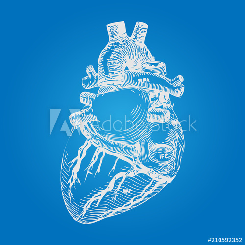 500x500 Realistic Human Heart Sketch Hand Drawn Style Vector - Realistic Human Heart Drawing