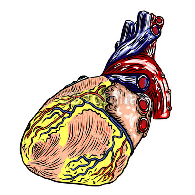 400x400 Realistic Human Heart Vintage Style Hand Drawing Cartoonish - Realistic Human Heart Drawing
