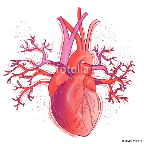 500x500 vector realistic human heart stock image and royalty free vector - Realistic Human Heart Drawing