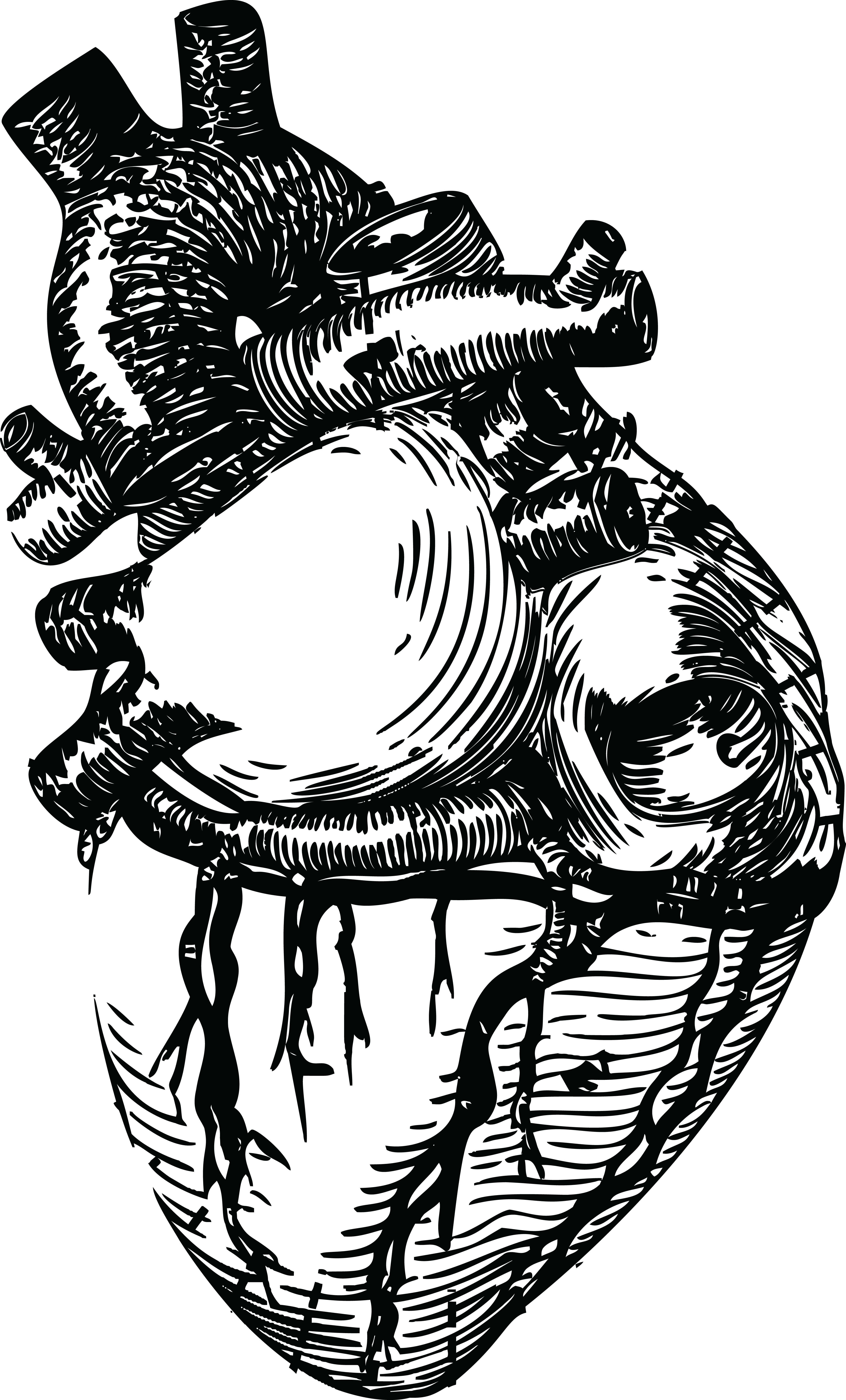 4000x6616 Drawing Creatively Realistic Transparent Png Clipart Free - Realistic Human Heart Drawing