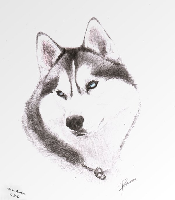 Siberian Husky Drawing at PaintingValley.com | Explore collection of ...