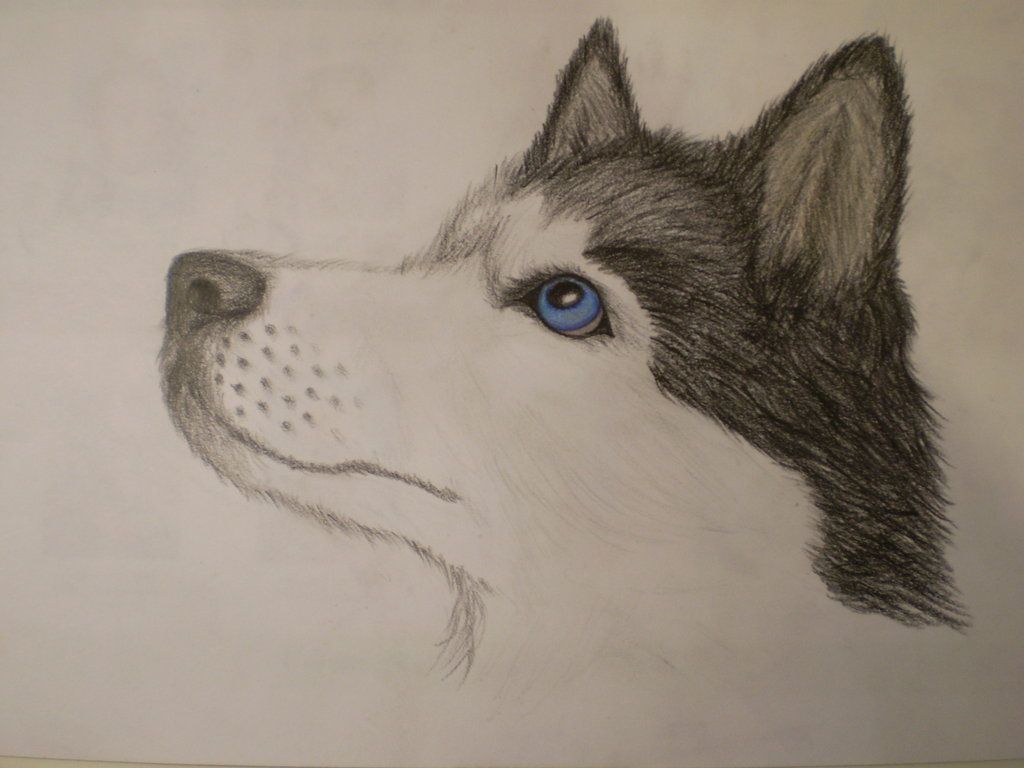 1024x768 how to sketch a husky with how to draw a realistic husky art - Realistic Husky Drawing