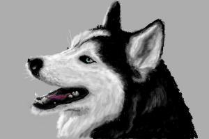 300x200 how to draw a siberian husky - Realistic Husky Drawing