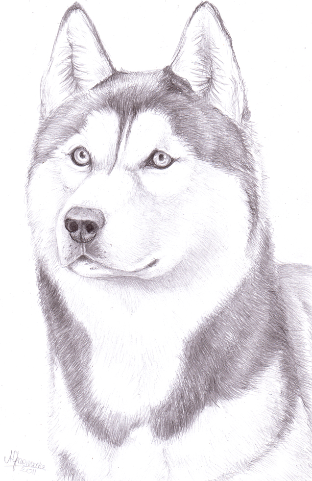637x981 husky drawing, pencil, sketch, colorful, realistic art images - Realistic Husky Drawing