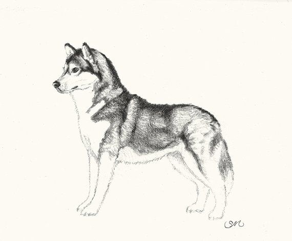 570x471 siberian husky drawing card etsy - Realistic Husky Drawing