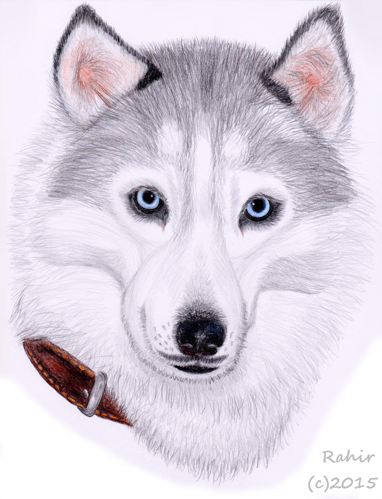 1280x1673 realistic husky portrait weasyl - Realistic Husky Drawing