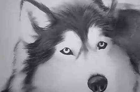 450x295 siberian husky charcoal drawing - Realistic Husky Drawing