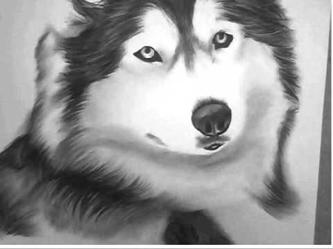 480x360 siberian husky charcoal drawing - Realistic Husky Drawing