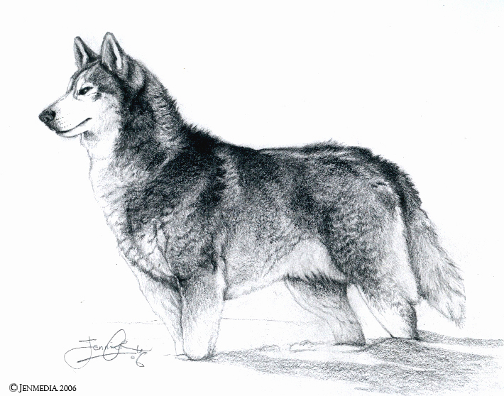 710x558 siberian husky - Realistic Husky Drawing