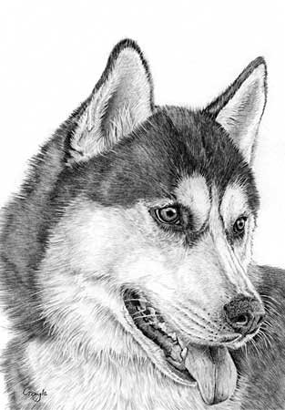 313x450 drawn husky realistic - Realistic Husky Drawing