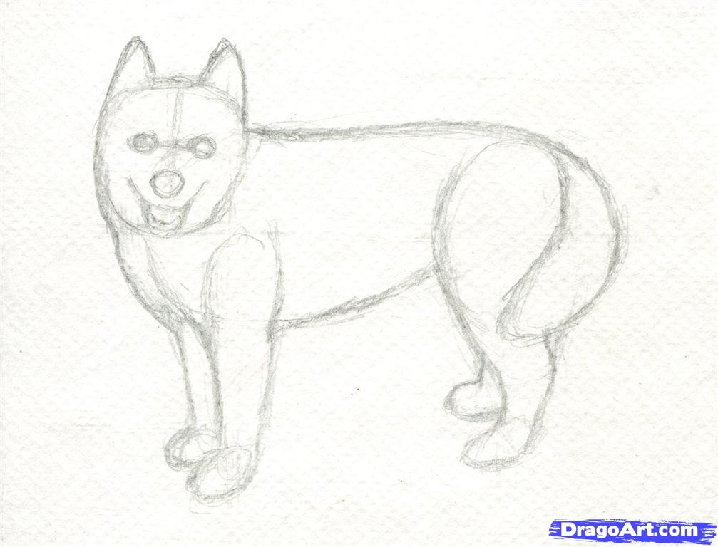 Featured image of post Realistic Husky Drawing Easy / All you need is something to draw with.