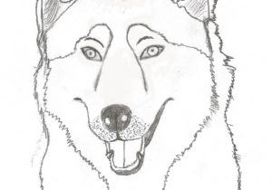 300x210 how to draw a easy husky husky dog drawing easy cartoon siberian - Realistic Husky Drawing
