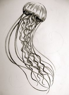 236x325 drawn jellies jellyfish drawing - Realistic Jellyfish Drawing