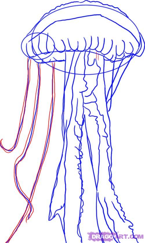 500x839 how to draw a jellyfish, step - Realistic Jellyfish Drawing