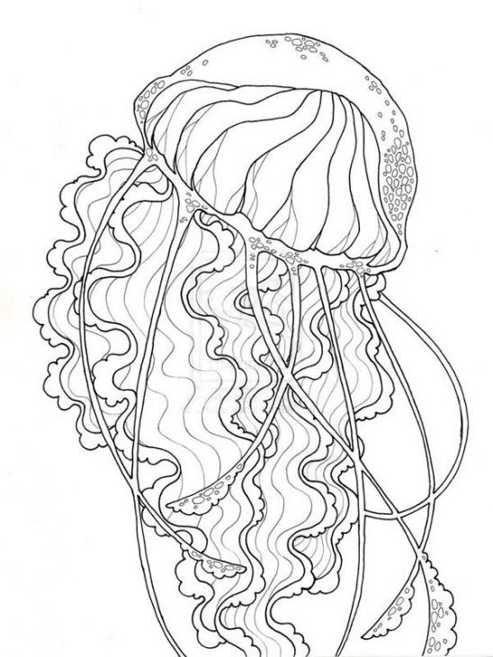 548x730 huge collection of 'realistic jellyfish drawing' download more - Realistic Jellyfish Drawing