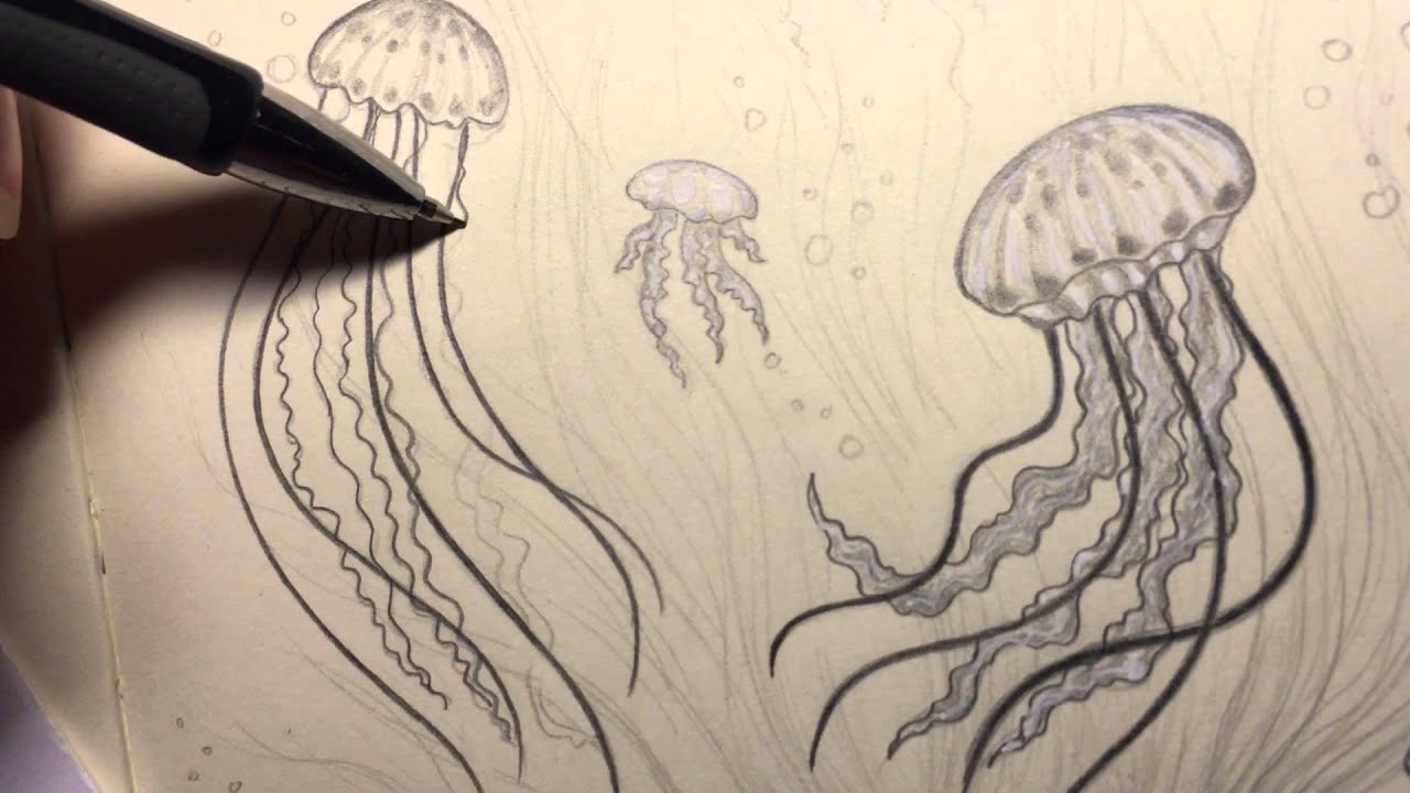 1280x720 jellyfish drawing - Realistic Jellyfish Drawing