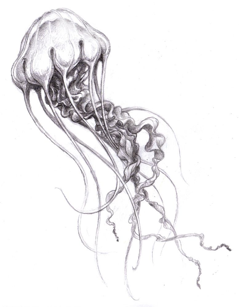 777x1000 realistic jellyfish drawing jellyfish drawing - Realistic Jellyfish Drawing