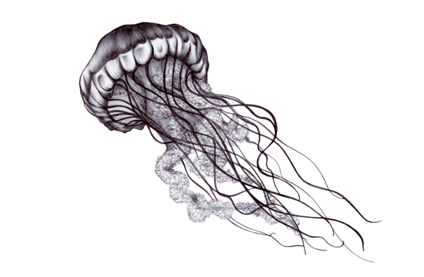 600x392 Sea Sketches - Realistic Jellyfish Drawing