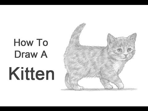 480x360 How To Draw A Kitten - Realistic Kitten Drawing