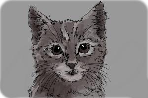 Realistic Kitten Drawing At Paintingvalleycom Explore