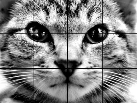 480x360 How To Draw A Kitten - Realistic Kitten Drawing