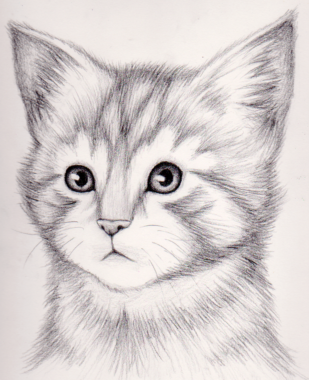 1021x1255 How To Draw A Realistic Kitten - Realistic Kitten Drawing