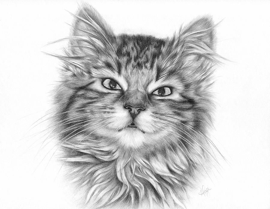 900x695 Kitten Drawing Professional For Free Download - Realistic Kitten Drawing