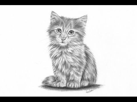 480x360 how to draw a realistic kitten fur and details - Realistic Kitten Drawing