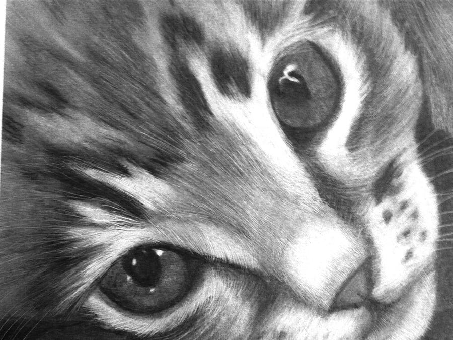 900x675 Kitten Drawing - Realistic Kitten Drawing