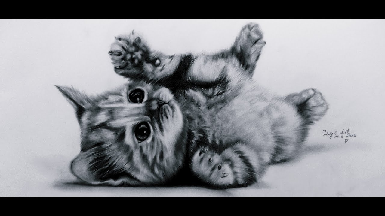 1280x720 Lets Draw Cute Kitten - Realistic Kitten Drawing